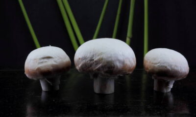 Albino Avery Mushrooms