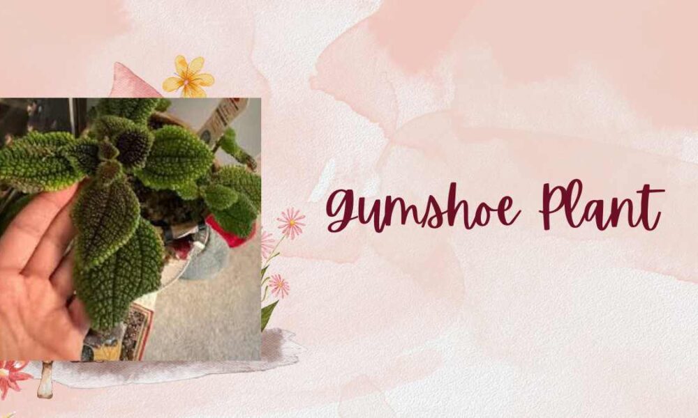 Gumshoe Plant: Unlocking the Mysteries of this Unique Species