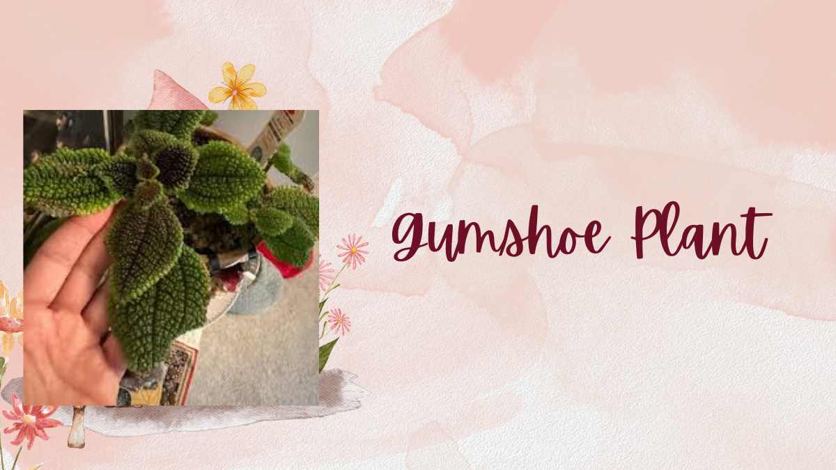 Gumshoe Plant